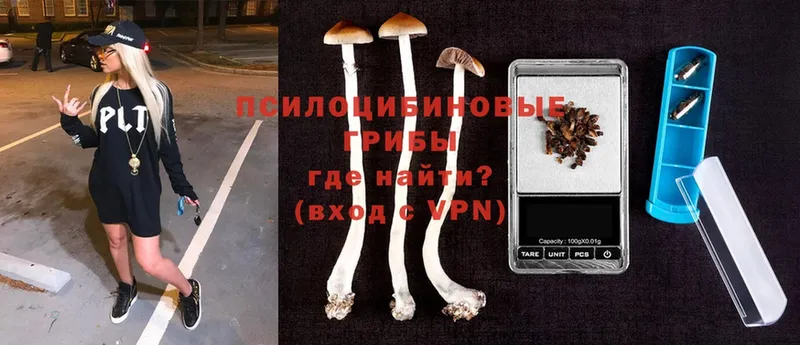 Псилоцибиновые грибы Psilocybe  Новоалтайск 